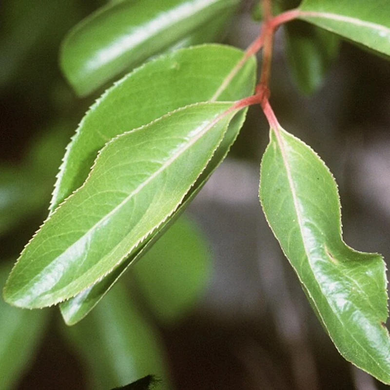 Black Haw Powder — natural source material