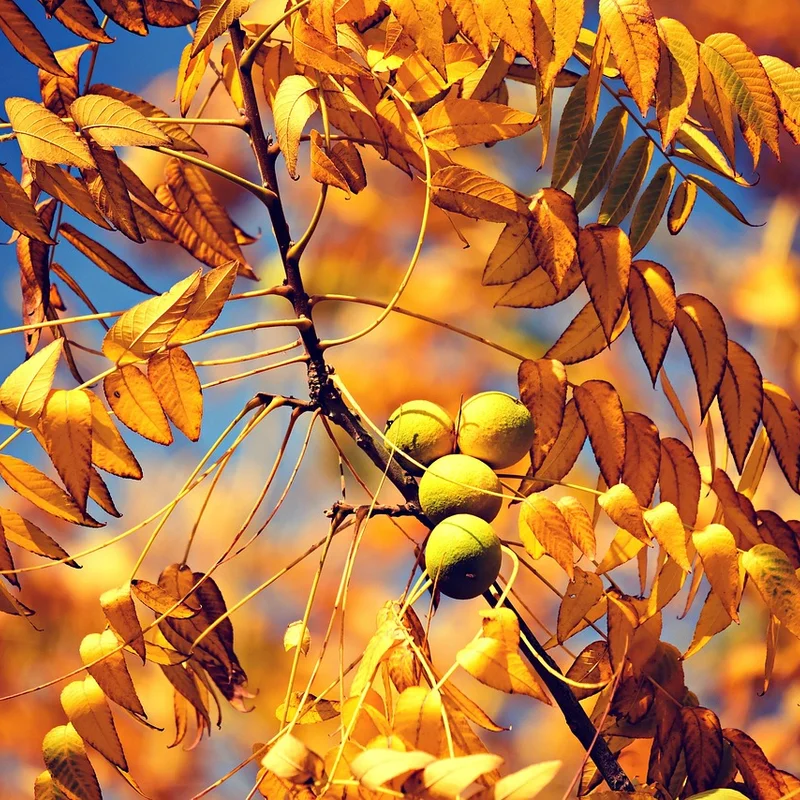 Black Walnut Hull Extract — natural source material