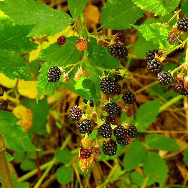 Blackberry Fruit Extract — natural source material
