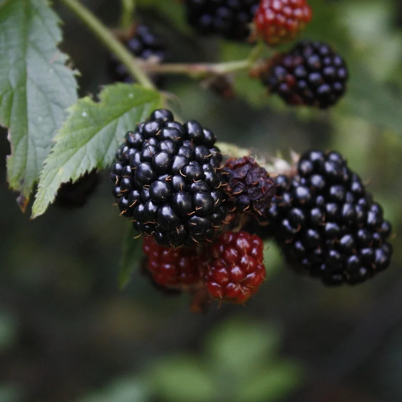 Blackberry Juice Powder — natural source material