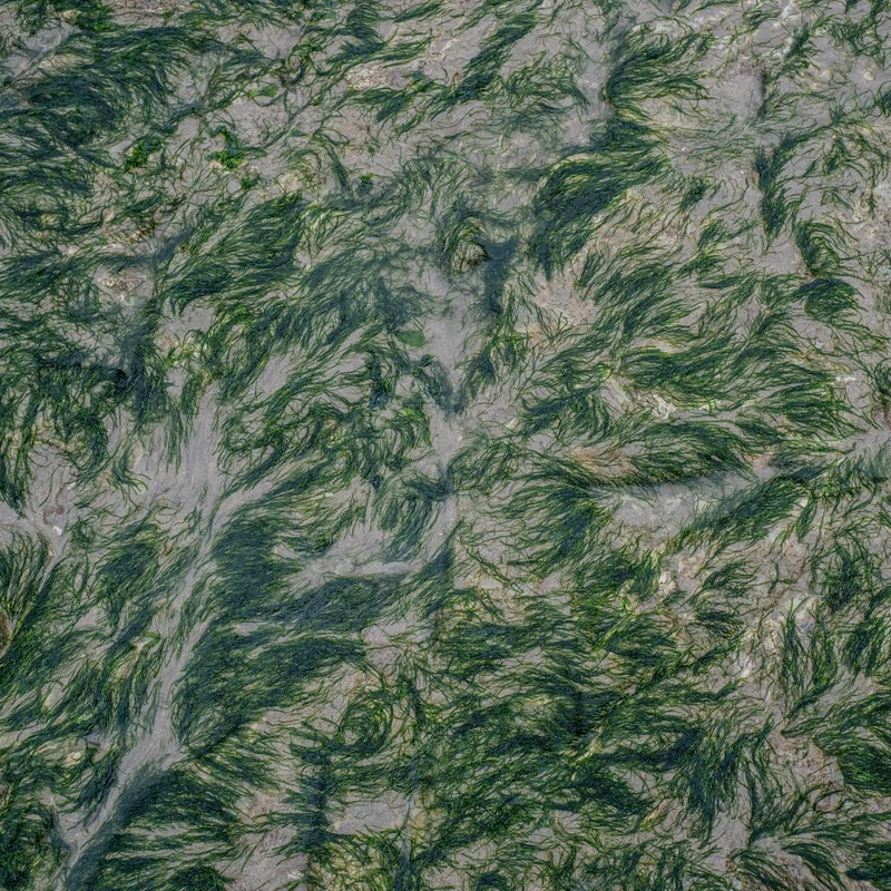 Blue Green Algae Powder — natural source material