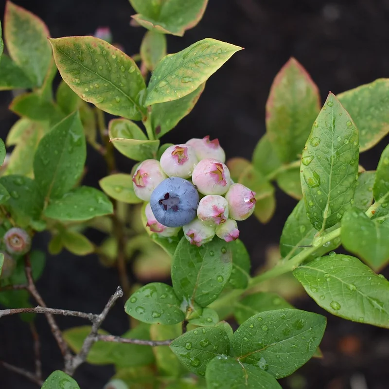 Blueberry Extract — natural source material