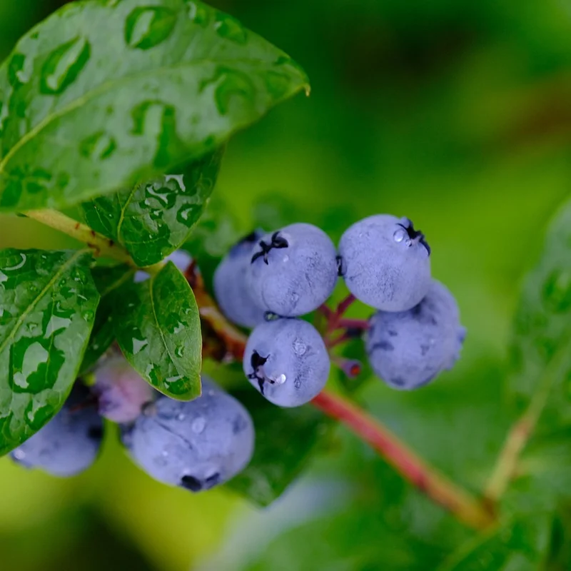 Blueberry Fruit Extract — natural source material