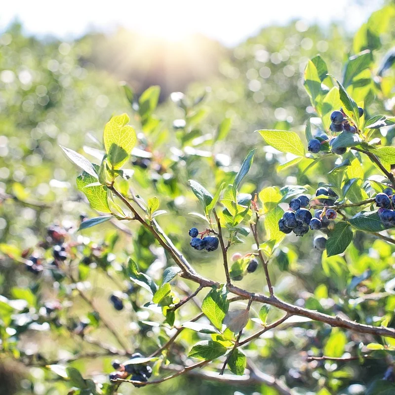 Blueberry Leaf Extract — natural source material