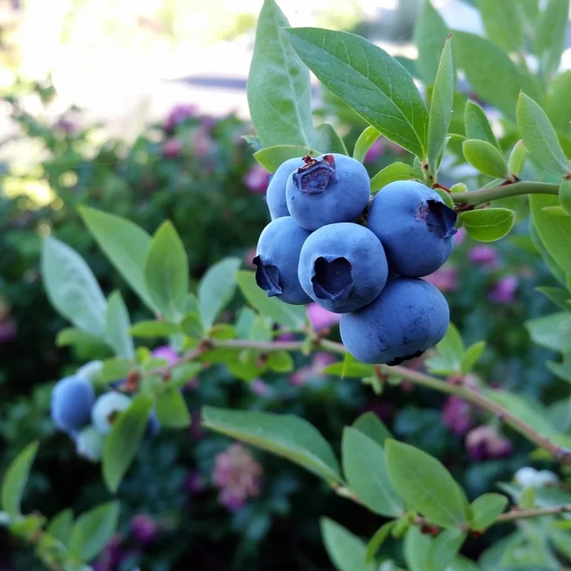Blueberry — natural source material