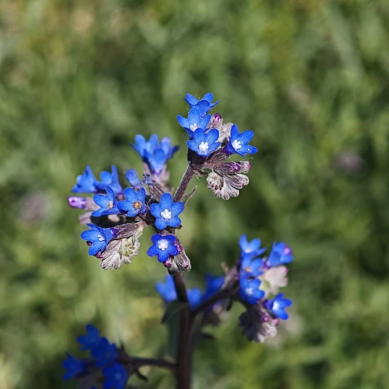 Blupluerum — natural source material