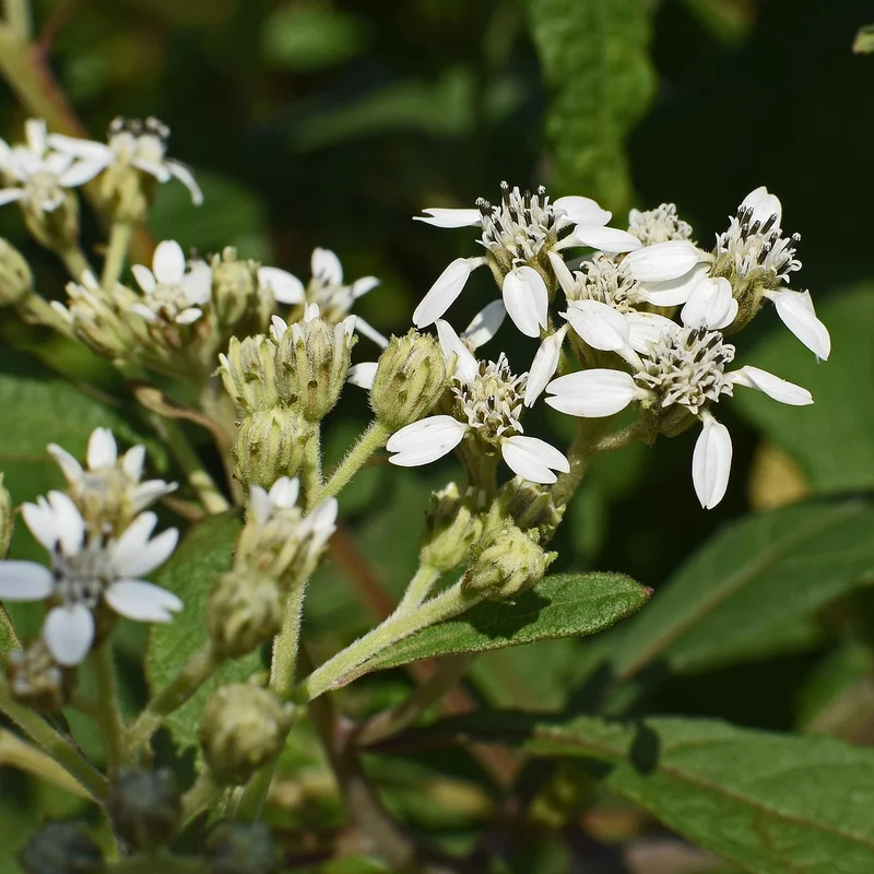 Boneset Extract — natural source material