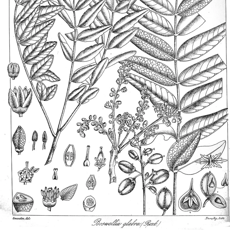 Boswellia Serrata Extract — natural source material