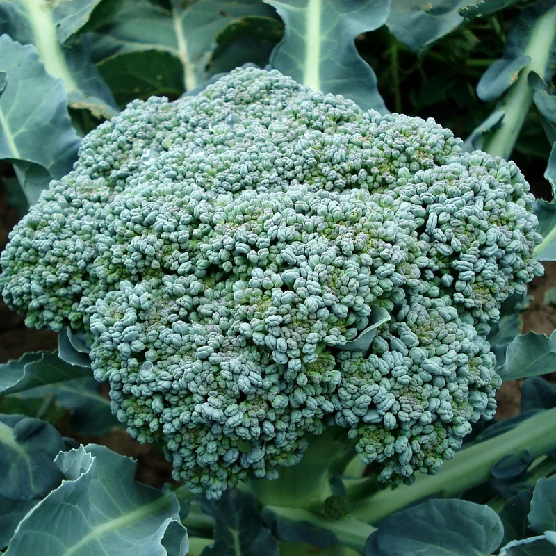 Broccoli Powder — natural source material