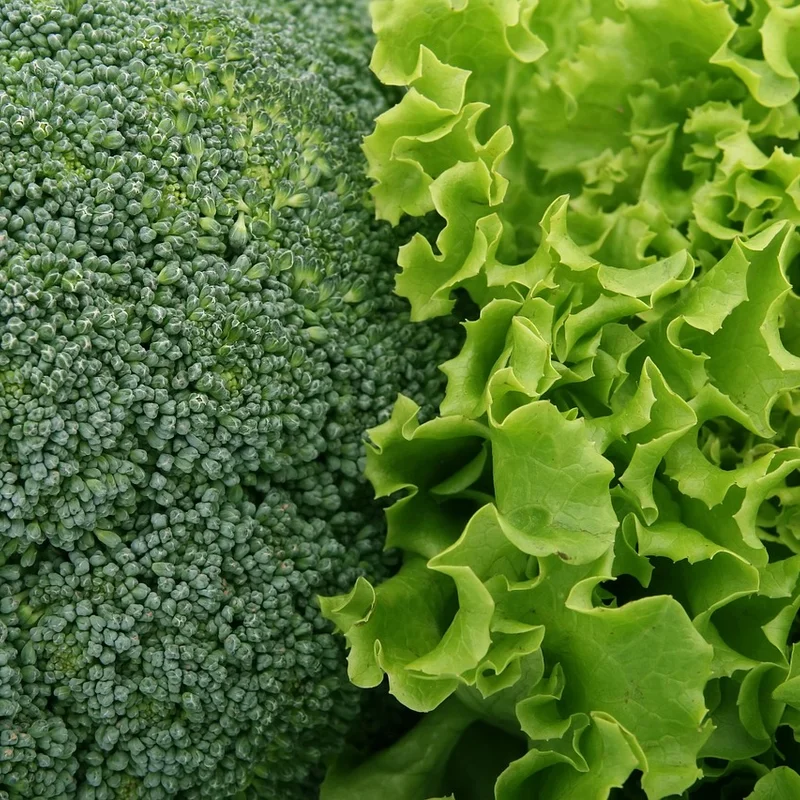 Broccoli Seed Extract — natural source material
