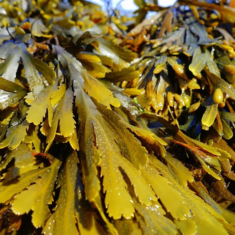 Brown Seaweed Extract — natural source material