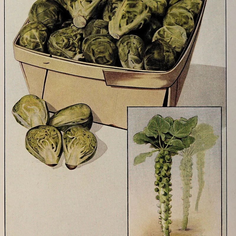 Brussel Sprout Powder — bulk ingredient