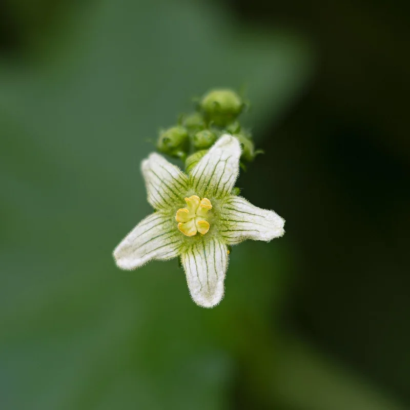 Bryonia Laciniosa Extract — natural source material