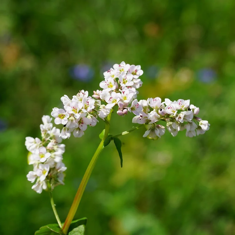 Buckwheat Powder — natural source material