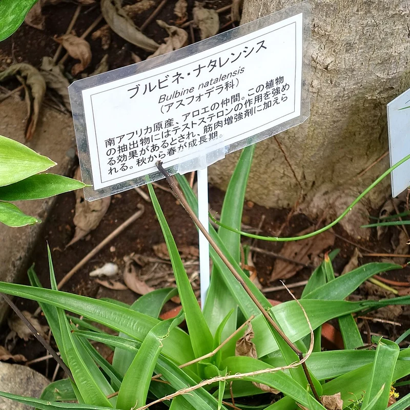 Bulbine Extract — natural source material