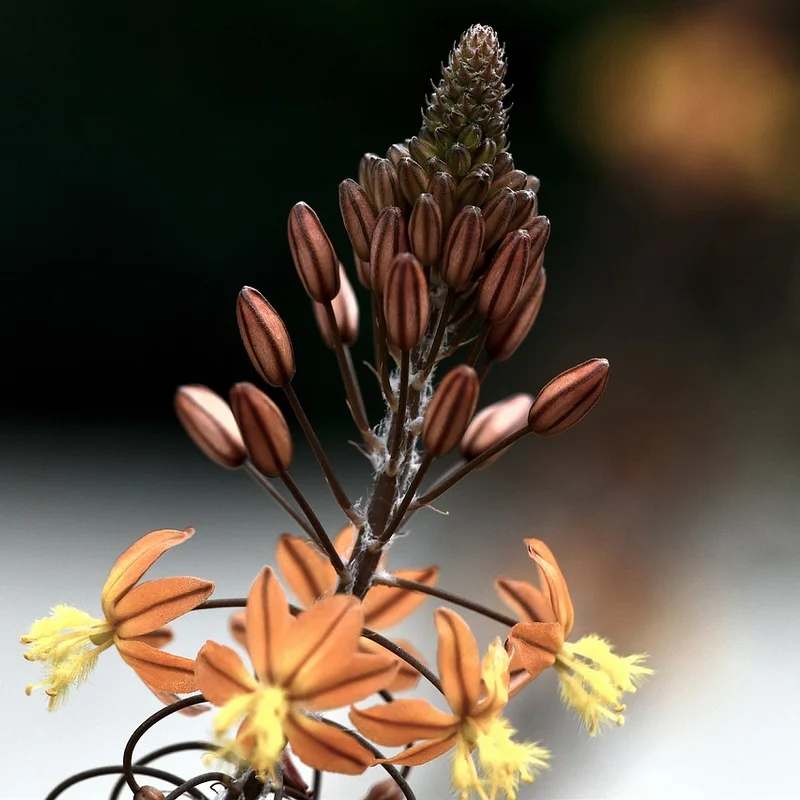 Bulbine Natalensis Extract — natural source material