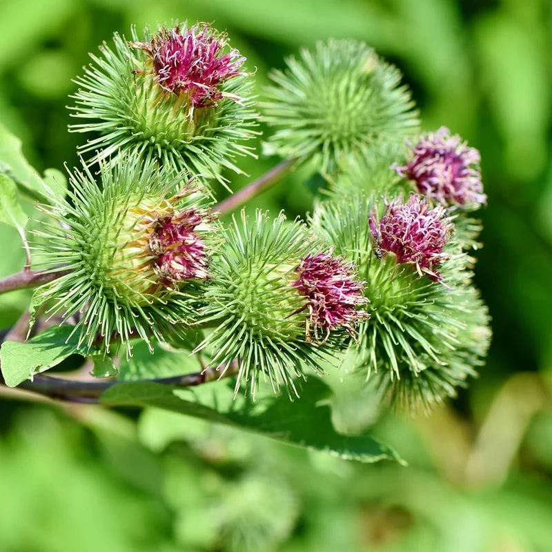 Burdock Root Extract — natural source material