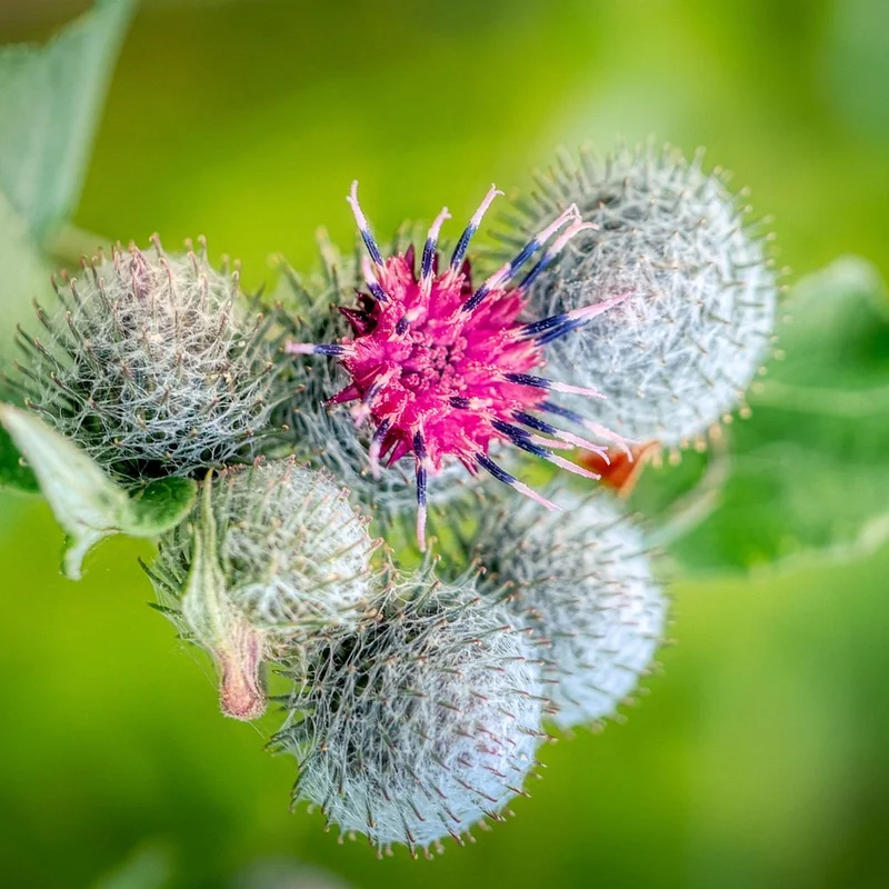 Burdock Root — natural source material