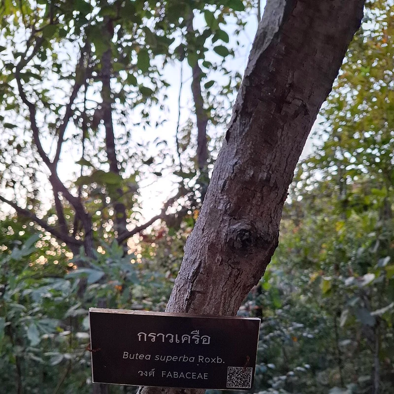 Butea Superba — natural source material