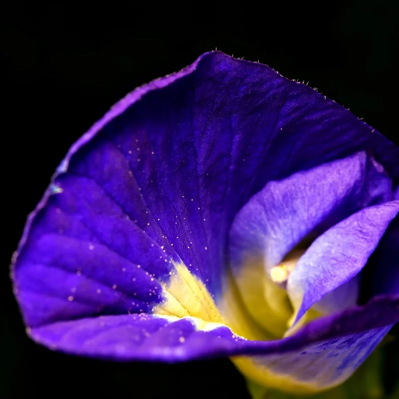 Butterfly Pea Flower Powder — natural source material