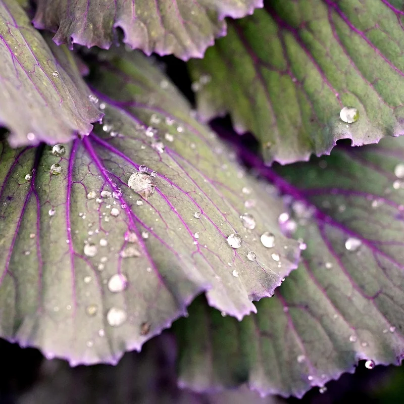 Cabbage Extract — natural source material