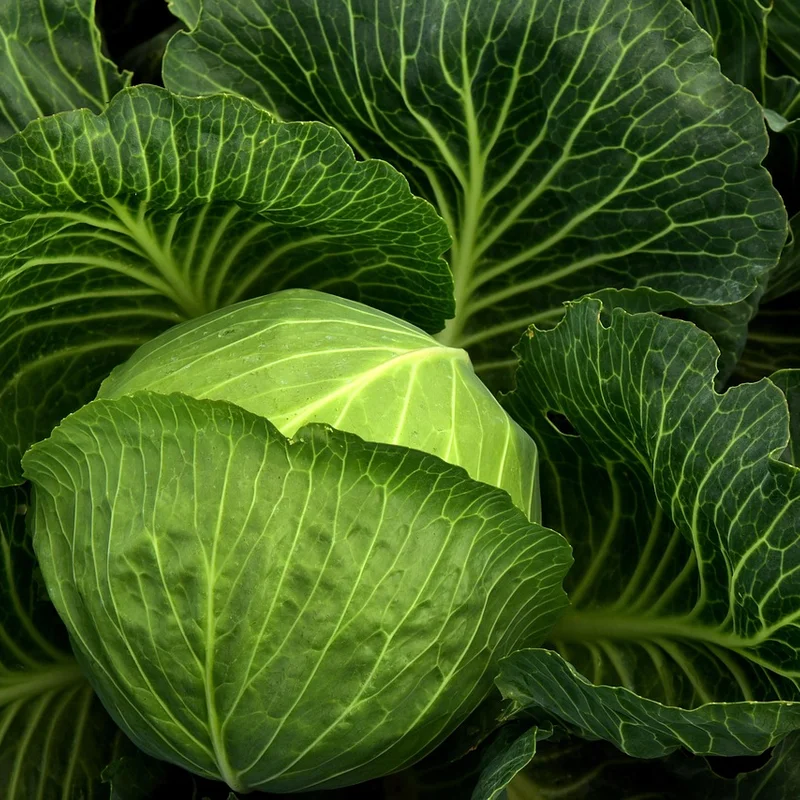 Cabbage Powder — natural source material