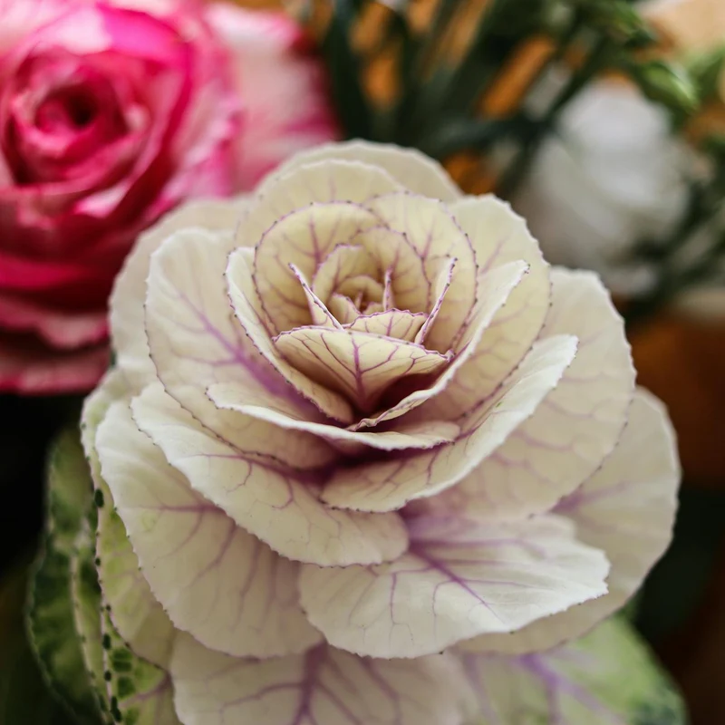 Cabbage Powder — natural source material