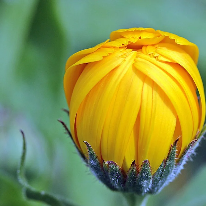 Calendula Flower — natural source material