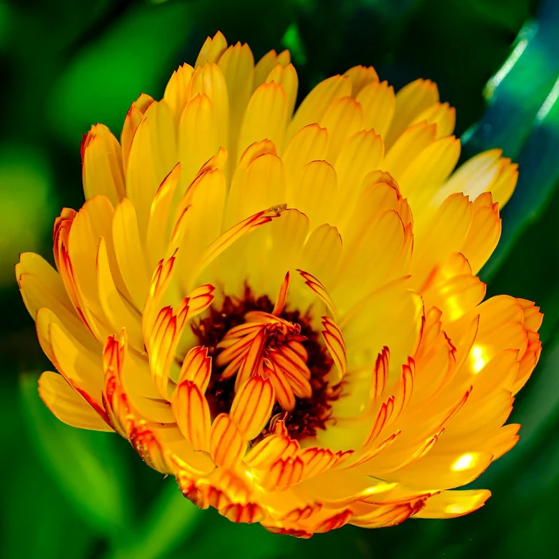 Calendula Flower — natural source material