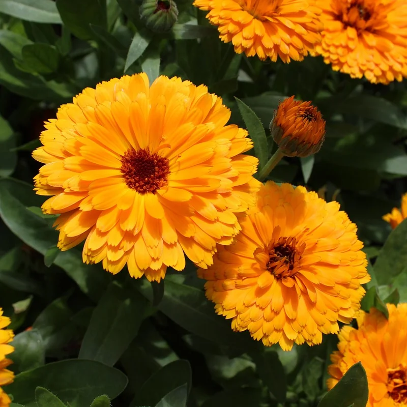 Calendula Officinalis Extract — natural source material