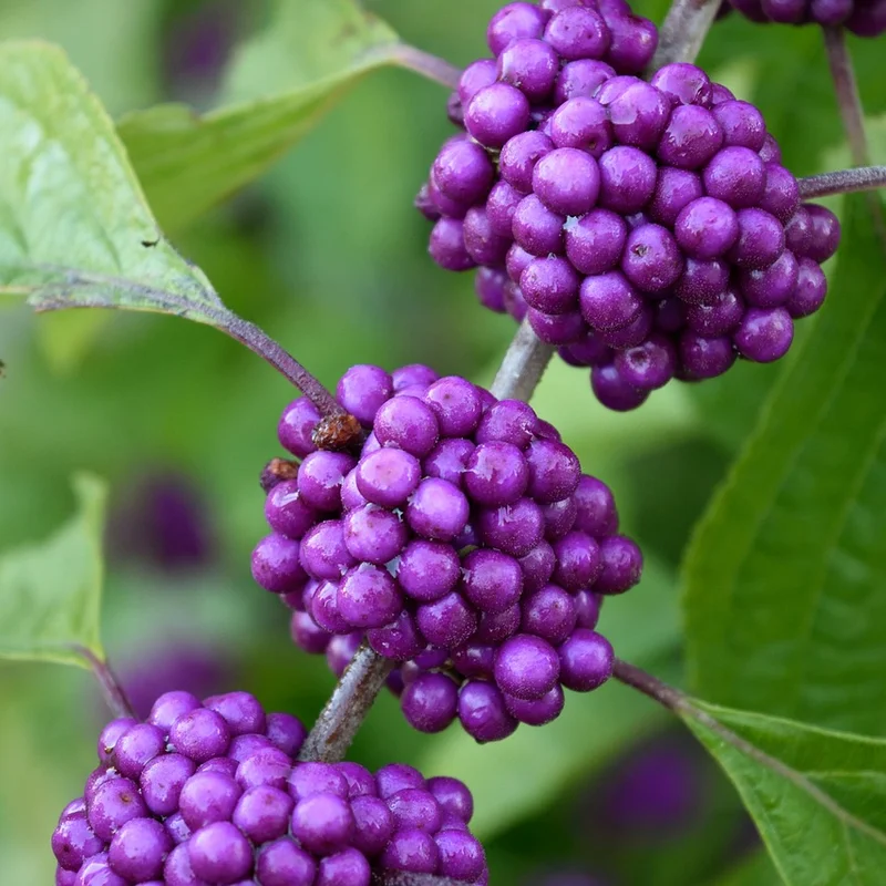 Callicarpa Macrophylia Extract — natural source material