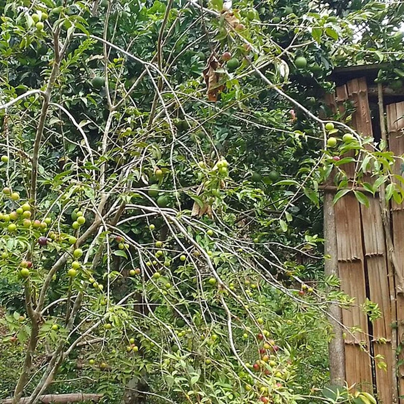 Camu Camu Extract — bulk ingredient