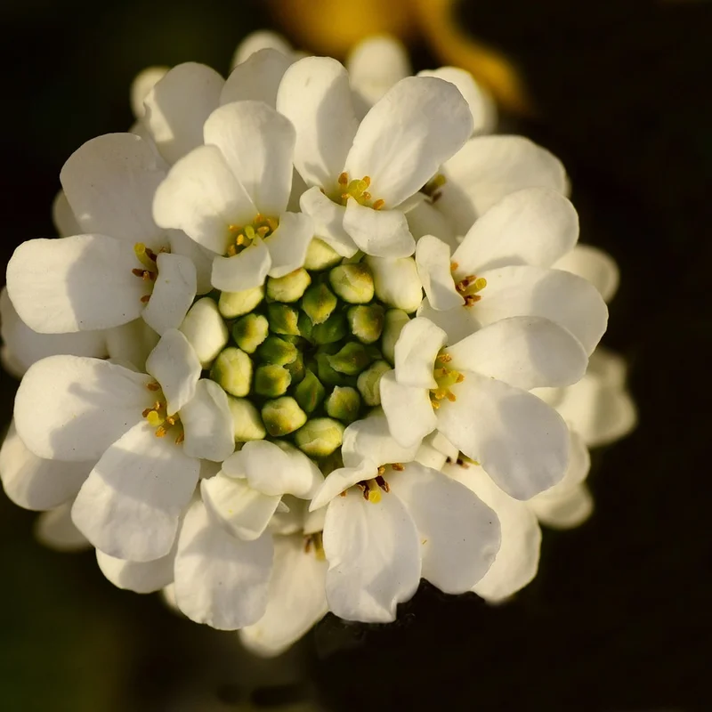 Candytuft Extract — natural source material