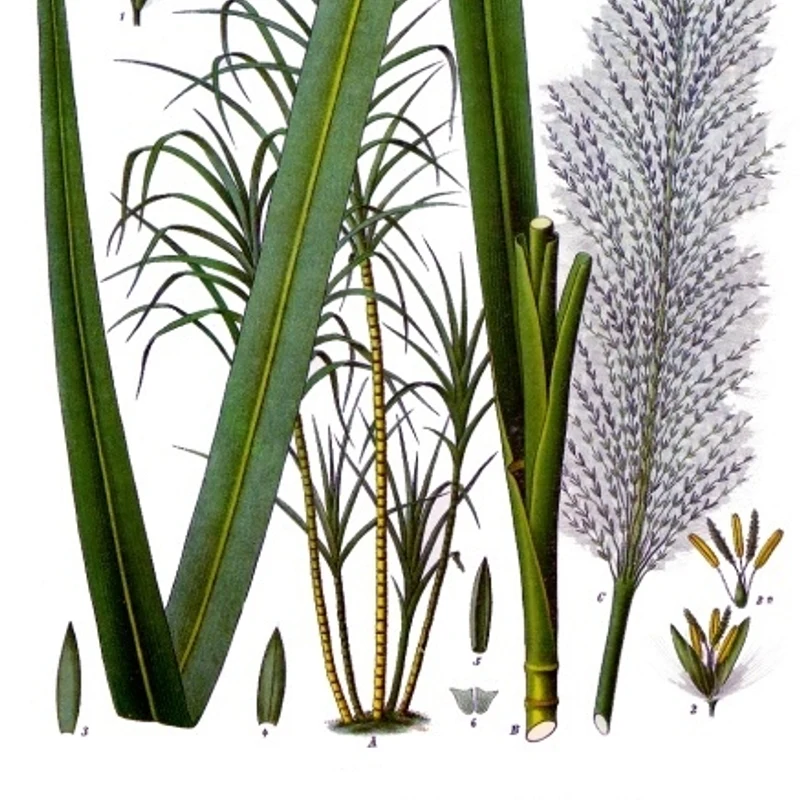 Cane Sugar — natural source material