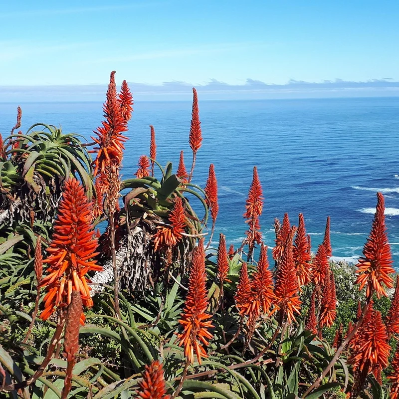 Cape Aloe — natural source material