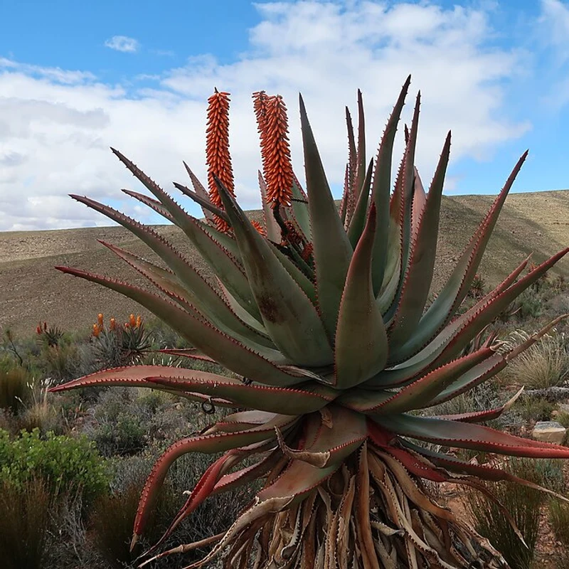 Cape Aloe — natural source material