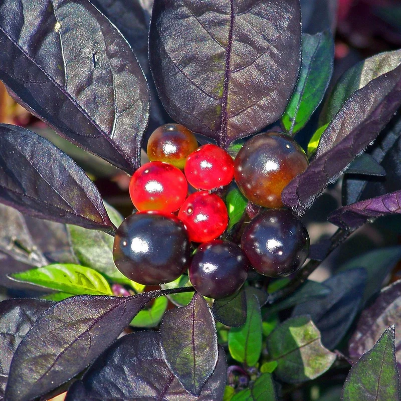 Capsicum Extract — natural source material