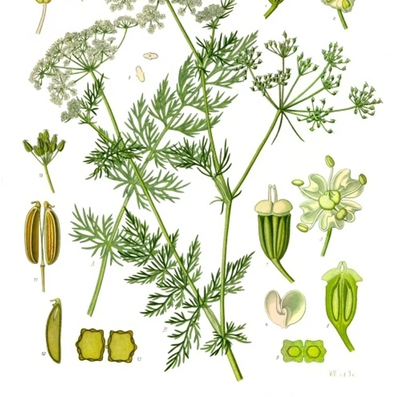 Caraway — natural source material