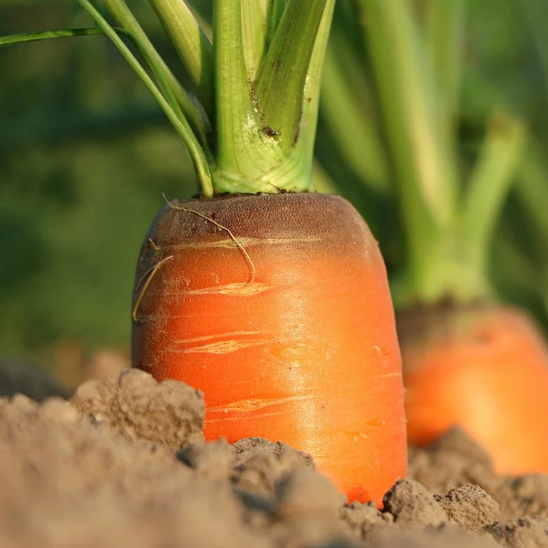 Carrot Extract — natural source material
