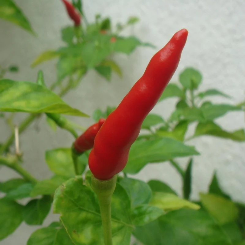 Cayenne Pepper — natural source material