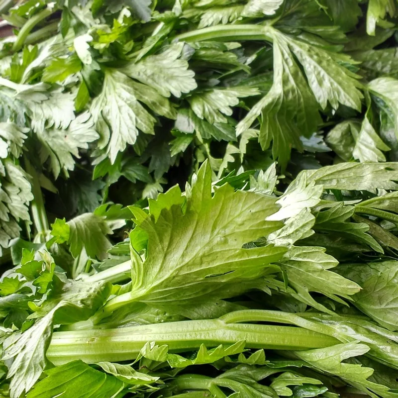 Celery powder — natural source material