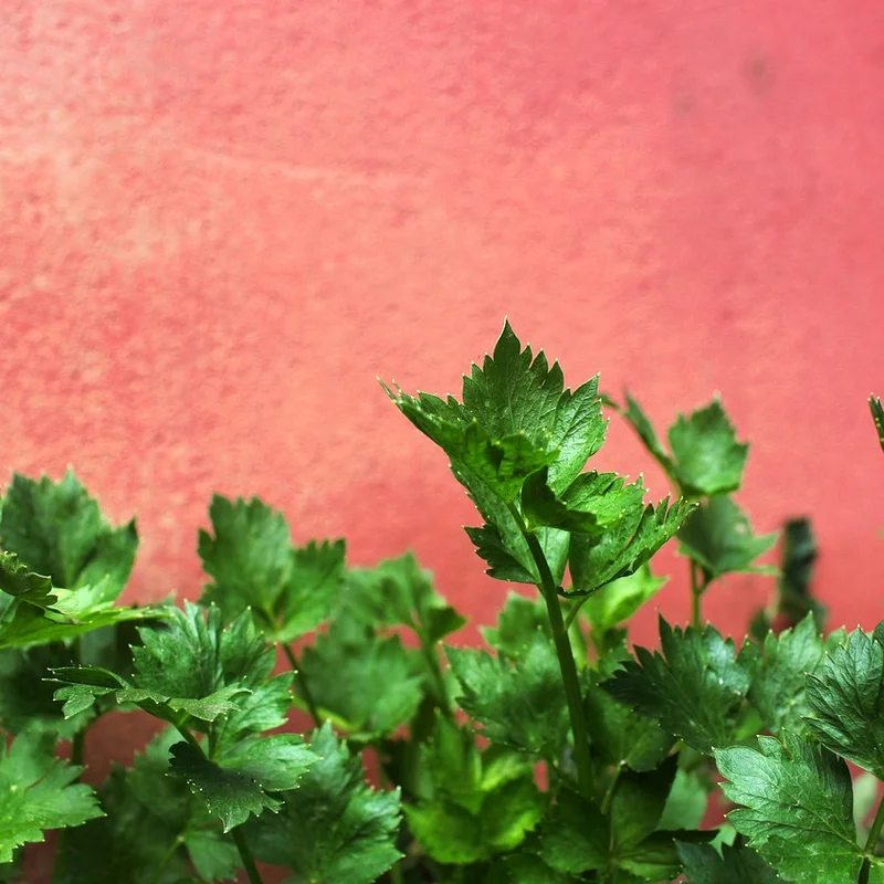 Celery Seed Extract — natural source material