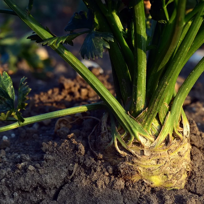 Celery — natural source material