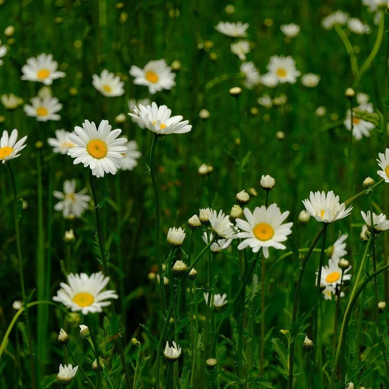 Chamomile Extract — natural source material