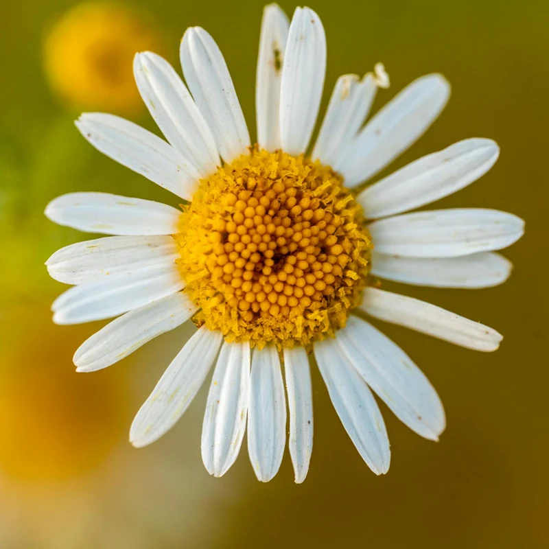 Chamomile Flower — natural source material