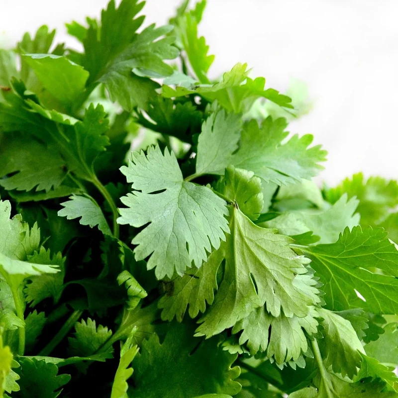 Cilantro Leaf Extract — natural source material