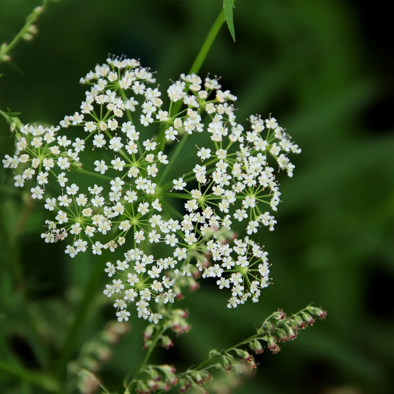 Cnidium Monnieri Extract — natural source material