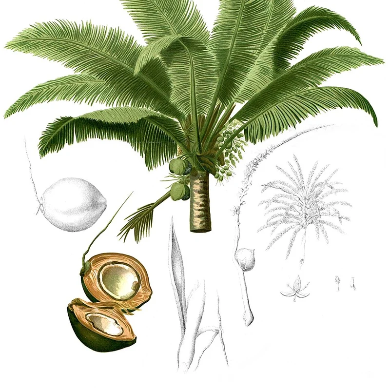 Coconut Oil Powder — natural source material