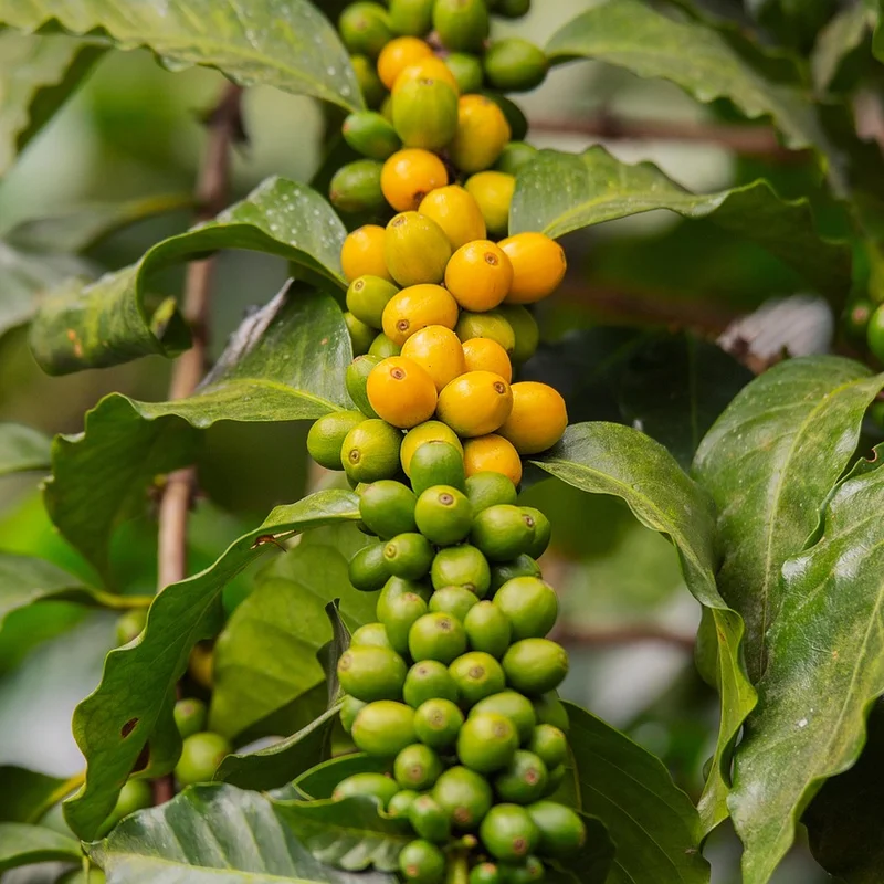 Coffee Cherry Extract — natural source material