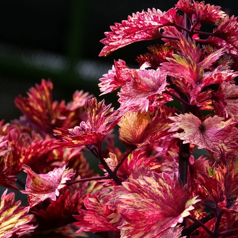 Coleus Forskohlii Extract — natural source material